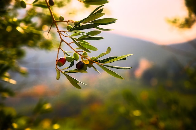Olivenbaum im griechischen Sonnenuntergang